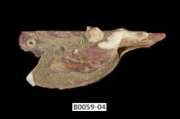 藏品(朱紅鶯蛤)的圖片